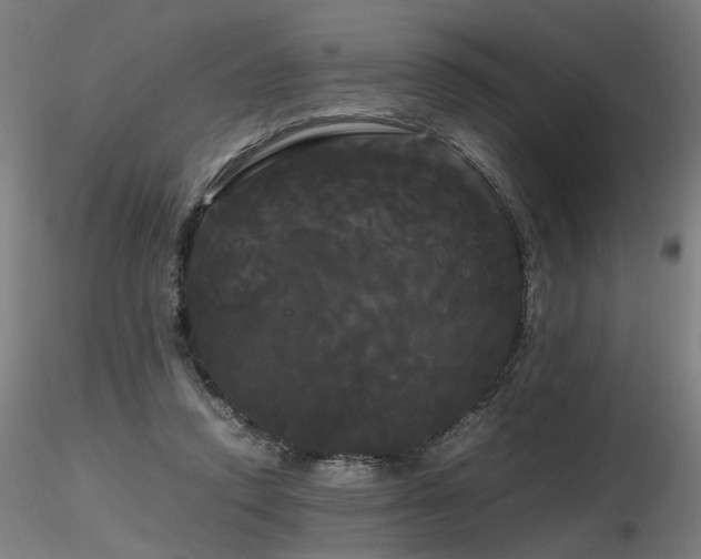 X0000116800354200912181323