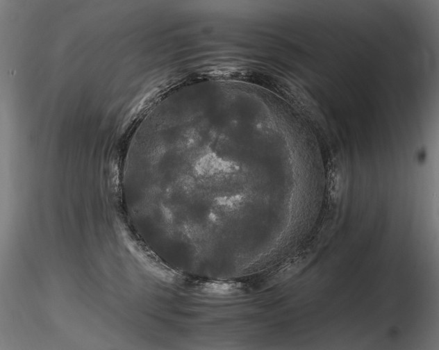 X0000116800375200912181323