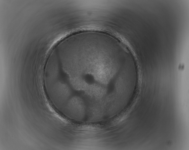 X0000116800625200912181318