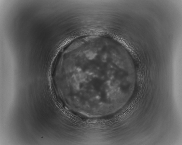 X0000116800679200912241202