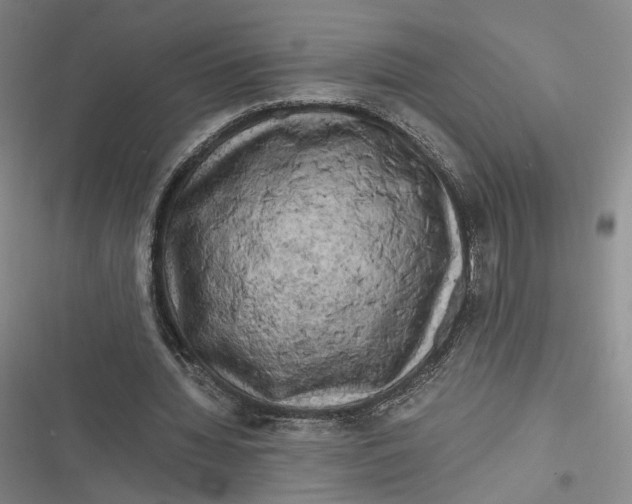 X0000116800436201001081338