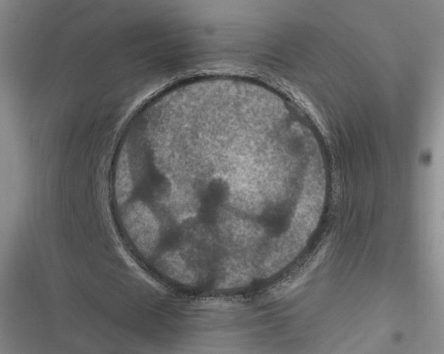 X0000116800625201001081335