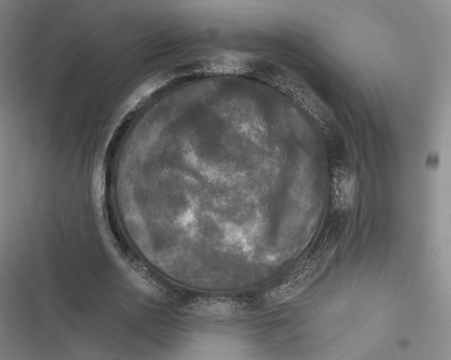 X0000116800726201001081334