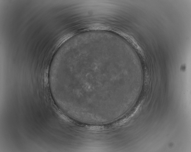 X0000116800889201001081332