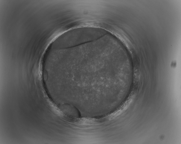 X0000116800981201001081331