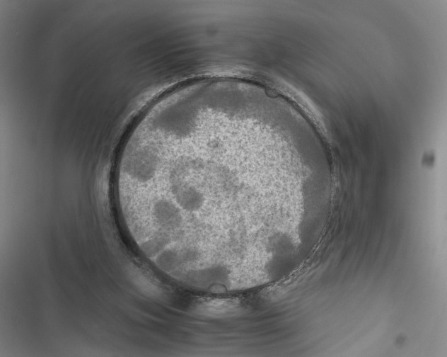 X0000116800155201001151130
