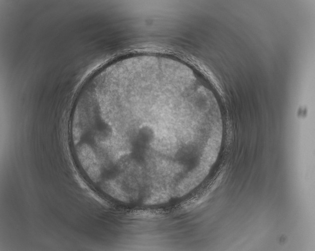 X0000116800625201001151123