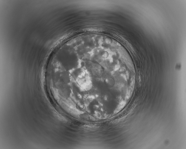X0000116800725201001151122