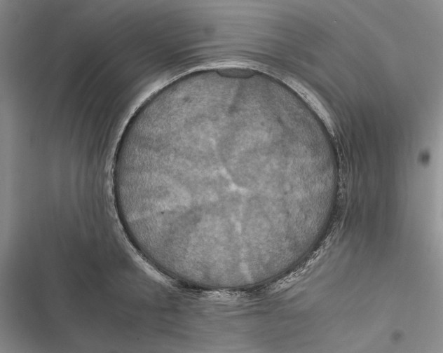 X0000116800805201001151121