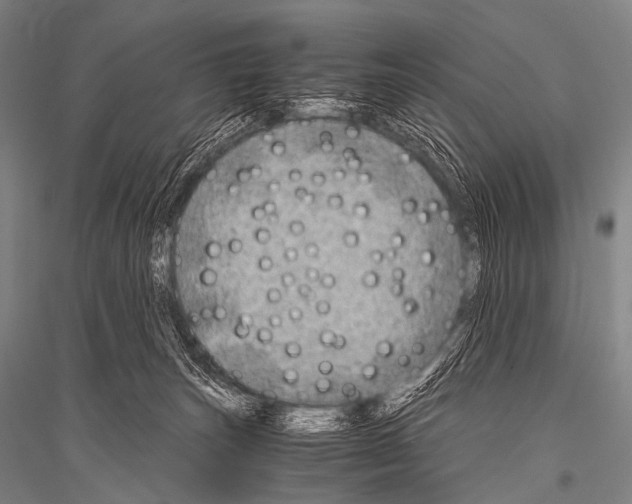 X0000116800179201001291548