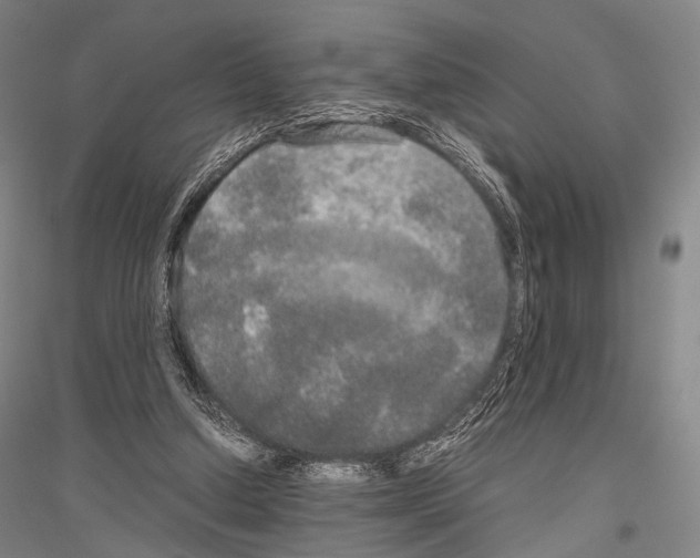 X0000116800250201001291546