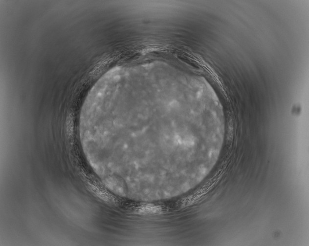 X0000116800257201001291546