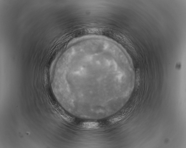 X0000116800266201001291546