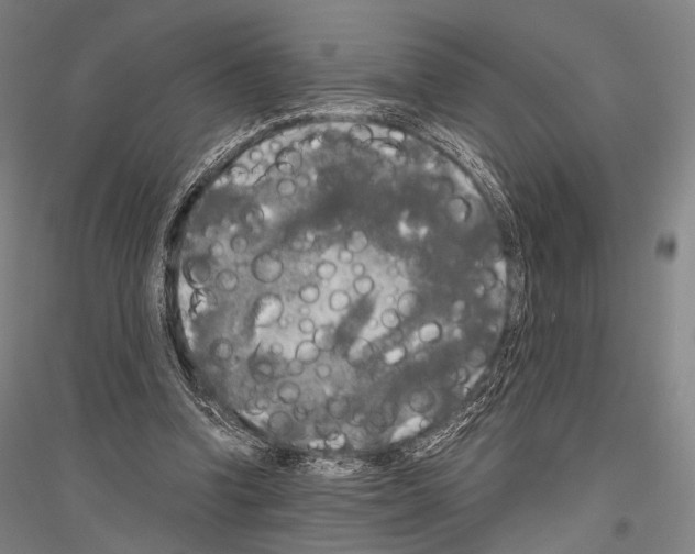 X0000116800346201001291545