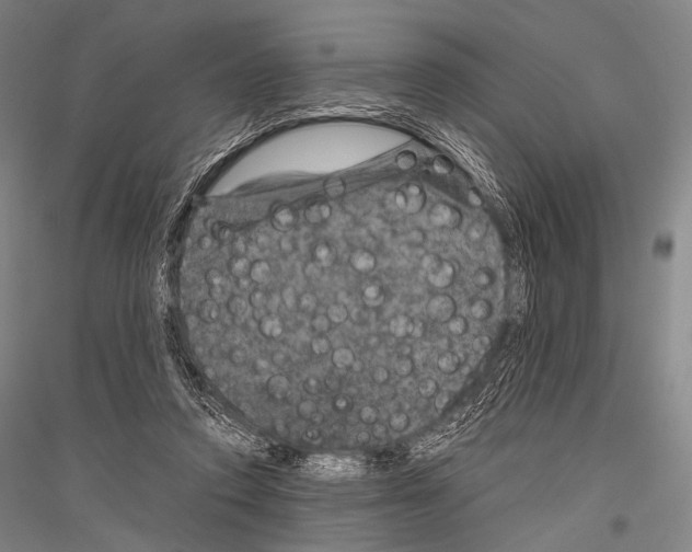 X0000116800354201001291545