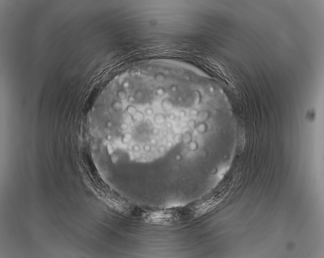X0000116800366201001291545