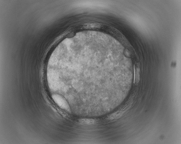 X0000116800435201001291543