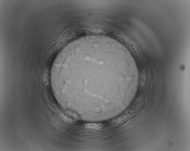 X0000116800465201001291544