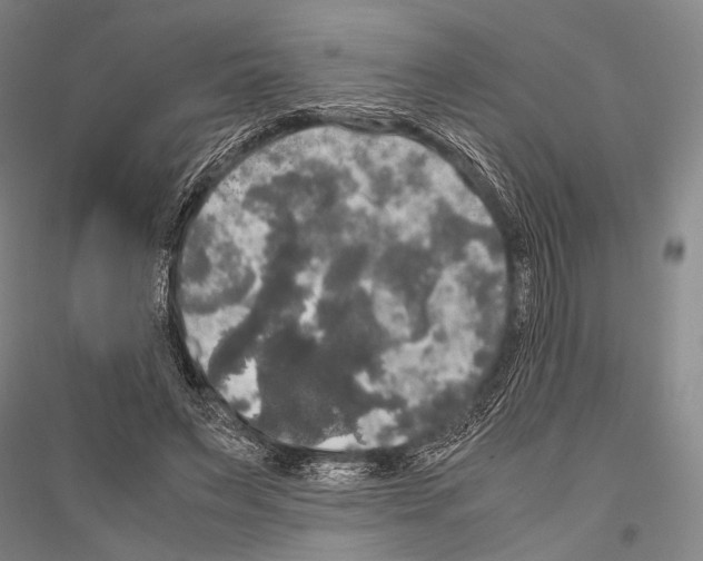 X0000116800495201001291543