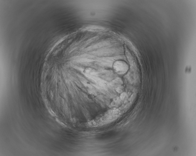X0000116800529201001291542