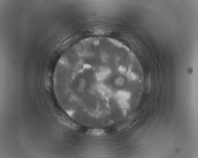 X0000116800554201001291542