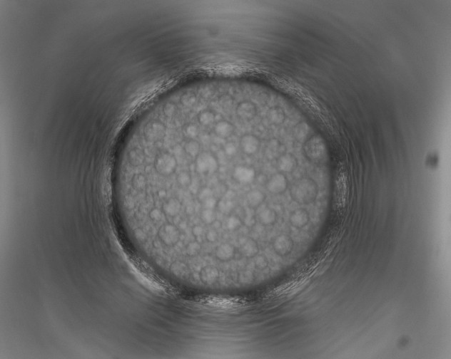 X0000116800638201001291541