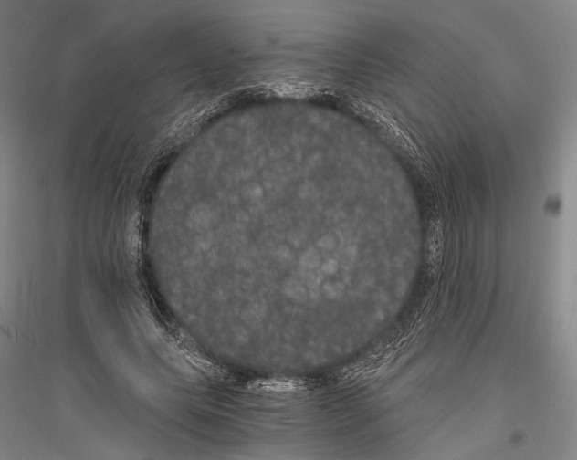 X0000116800639201001291541