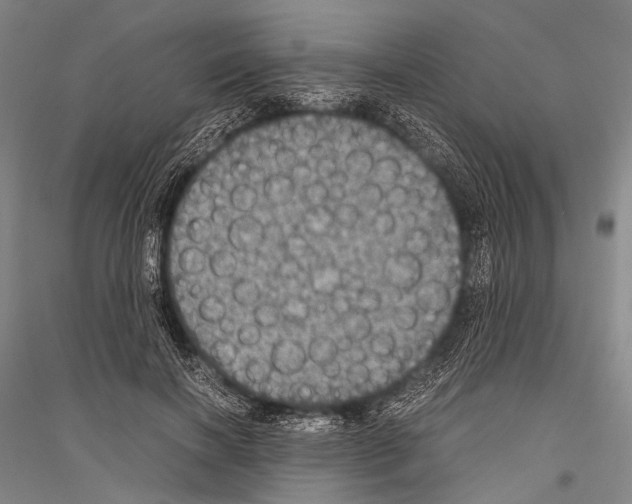 X0000116800646201001291541