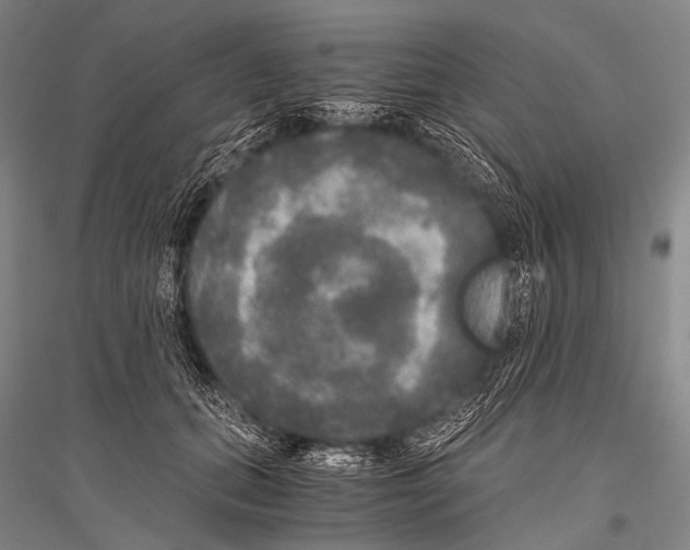 X0000116800655201001291541