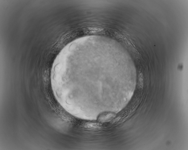X0000116800657201001291541