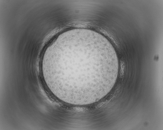 X0000116800682201001291541