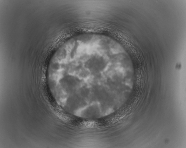 X0000116800695201001291540