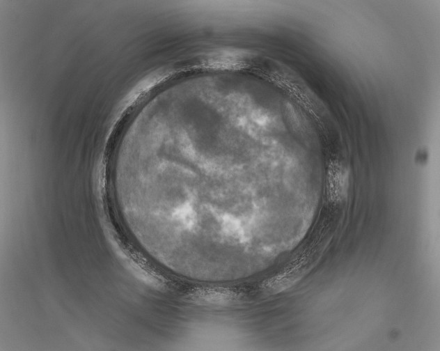 X0000116800726201001291540