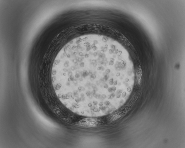 X0000116800766201001291540