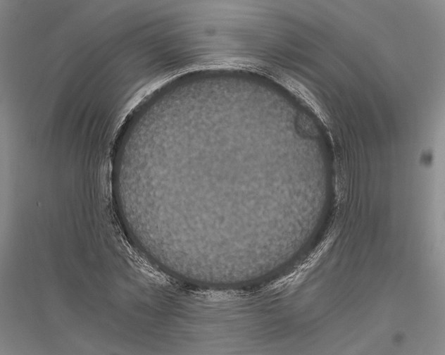 X0000116800781201001291539