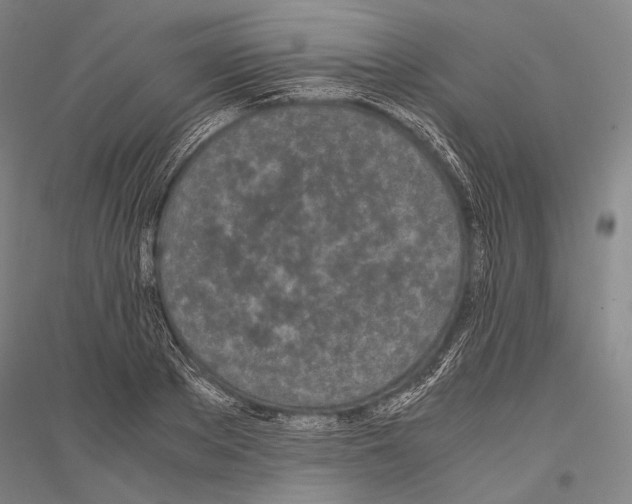 X0000116800889201001291537