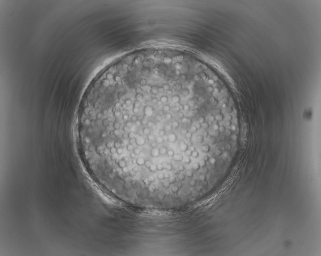 X0000116801040201001291536