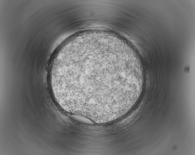 X0000116801066201001291535
