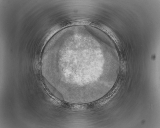 X0000116801097201001291535