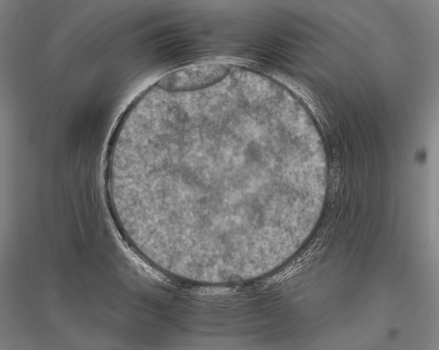 X0000116801135201001291534