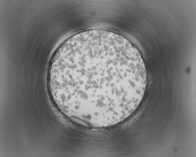 X0000116801138201001291534