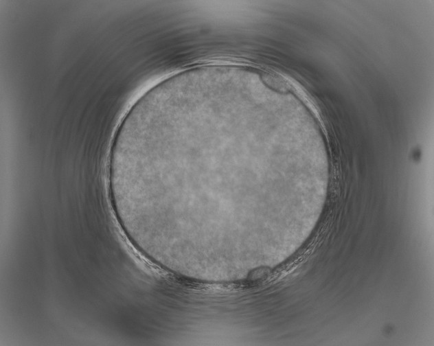 X0000116801195201001291533