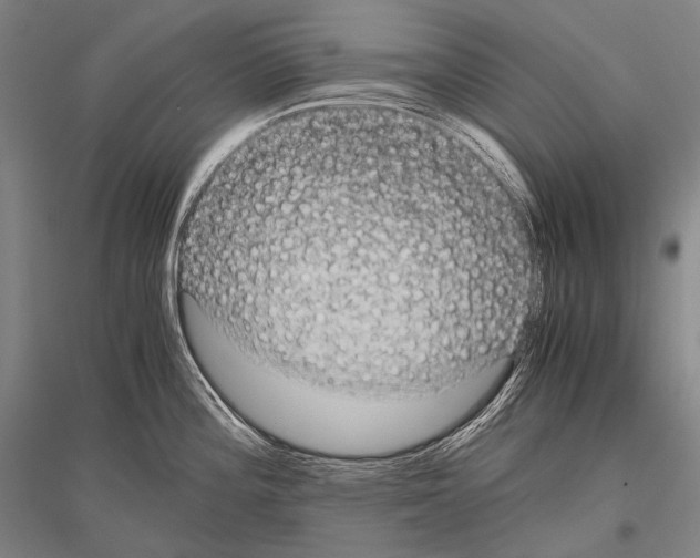 X0000116801196201001291533