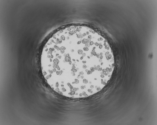 X0000116801256201001291532