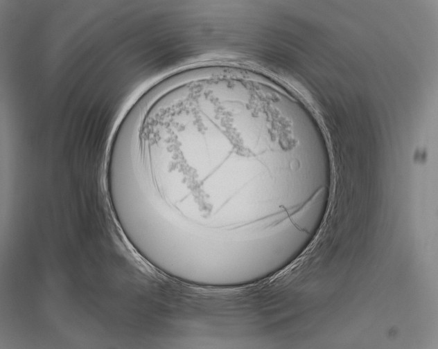 X0000116801296201001291532