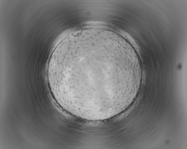X0000116801386201001291531