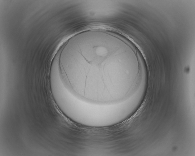 X0000116801481201001291529