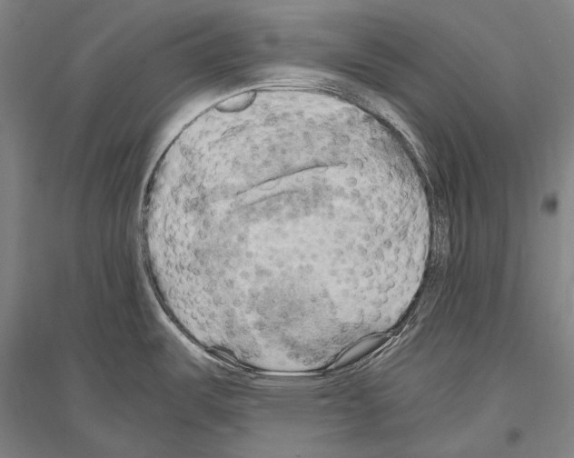X0000116801487201001291529