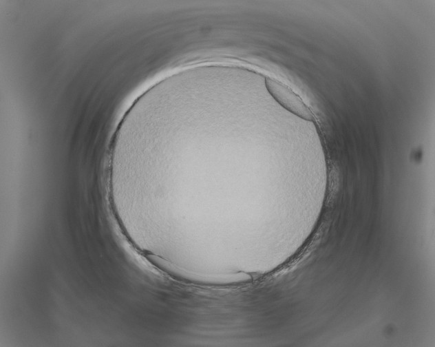 X0000116801526201001291529