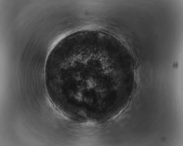 X0000116810196200912181352